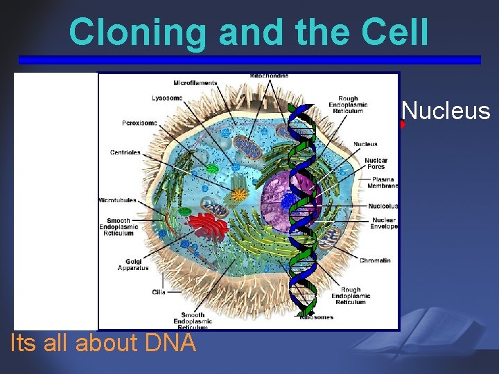 Cloning and the Cell Nucleus Its all about DNA 