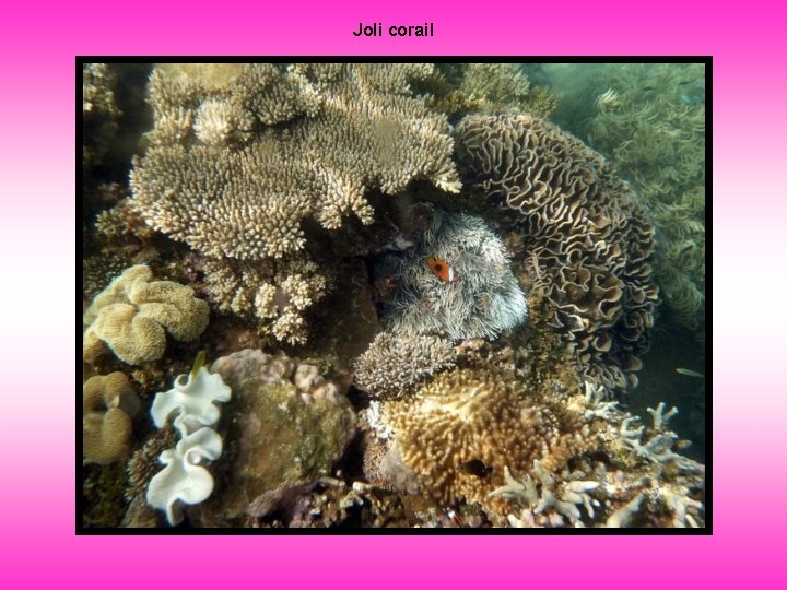 Joli corail 