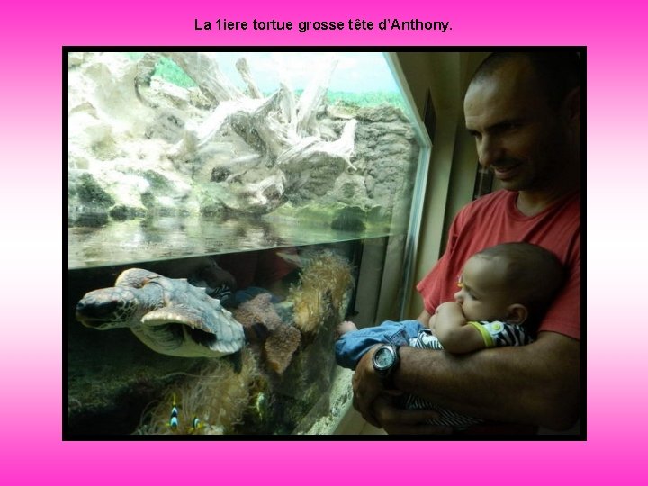 La 1 iere tortue grosse tête d’Anthony. 