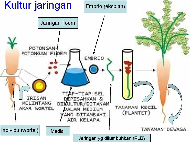 Kultur jaringan Embrio (eksplan) Jaringan floem Individu (wortel) Media Jaringan yg ditumbuhkan (PLB) 
