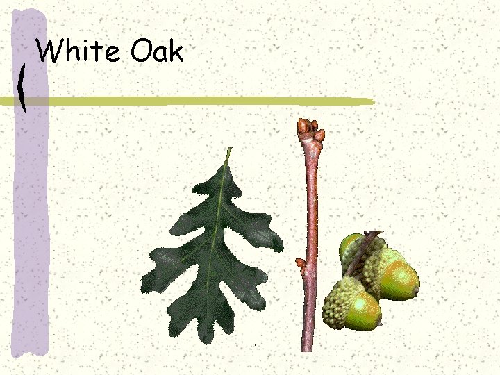 White Oak 