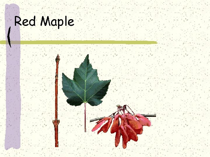 Red Maple 