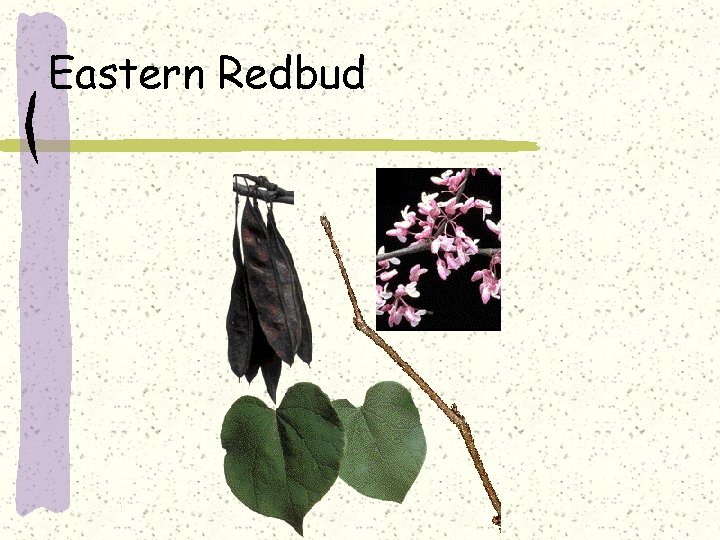 Eastern Redbud 