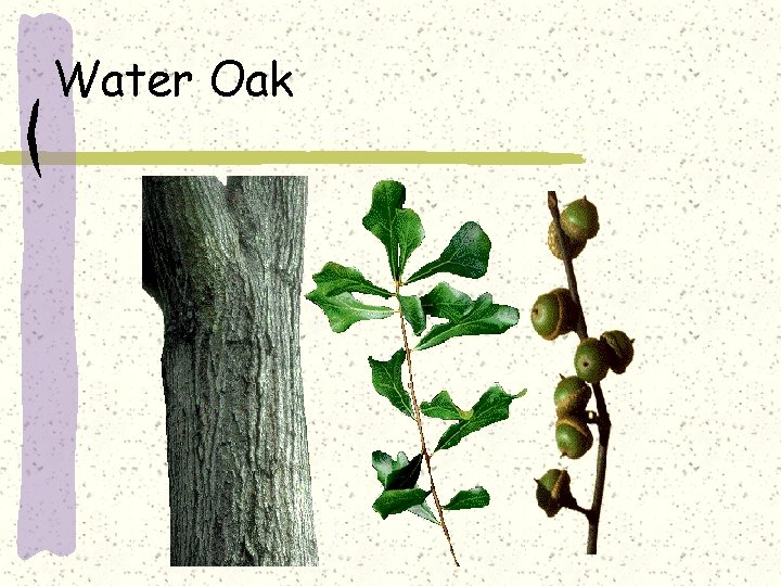 Water Oak 