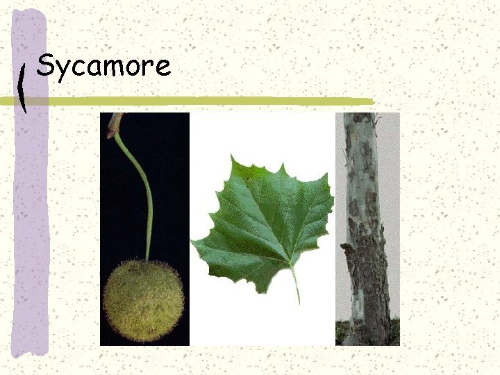 Sycamore 