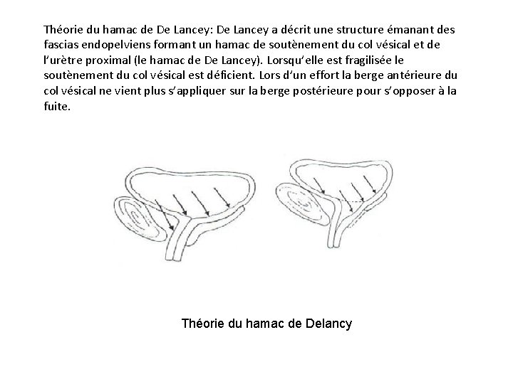 Théorie du hamac de De Lancey: De Lancey a décrit une structure émanant des