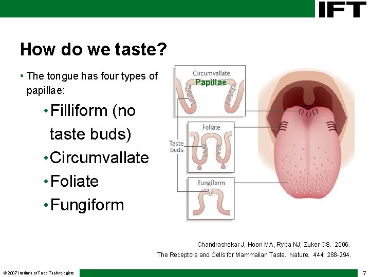 How do we taste? • The tongue has four types of papillae: Papillae • How do we taste? • The tongue has four types of papillae: Papillae •