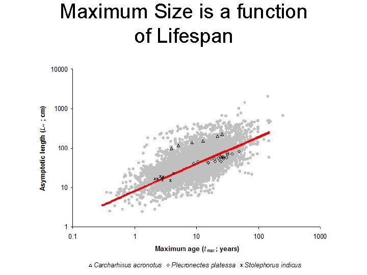 Maximum Size is a function of Lifespan 