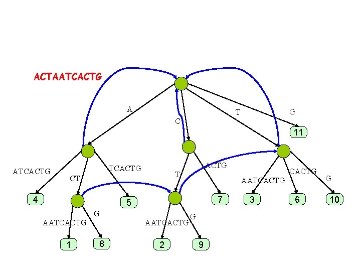 ACTAATCACTG A G T C 11 ATCACTG T CT 4 AATCACTG 7 5 G