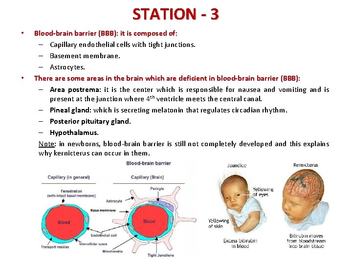 STATION - 3 • • Blood-brain barrier (BBB): it is composed of: – Capillary