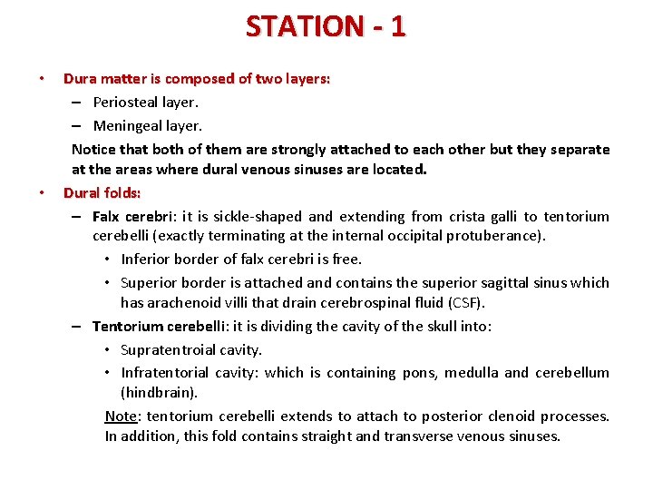 STATION - 1 • • Dura matter is composed of two layers: – Periosteal