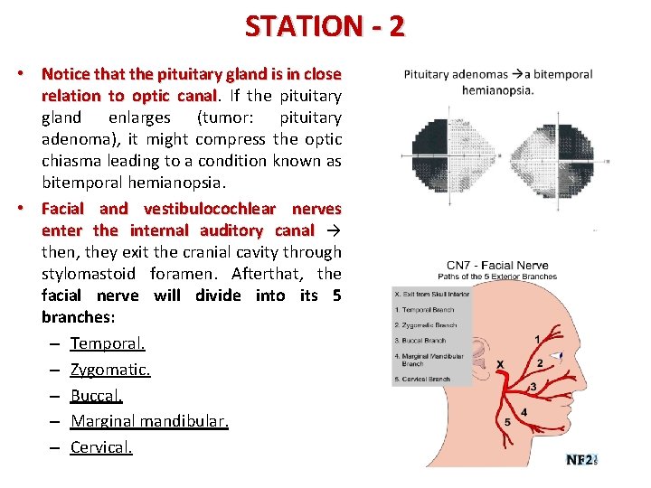 STATION - 2 • Notice that the pituitary gland is in close relation to