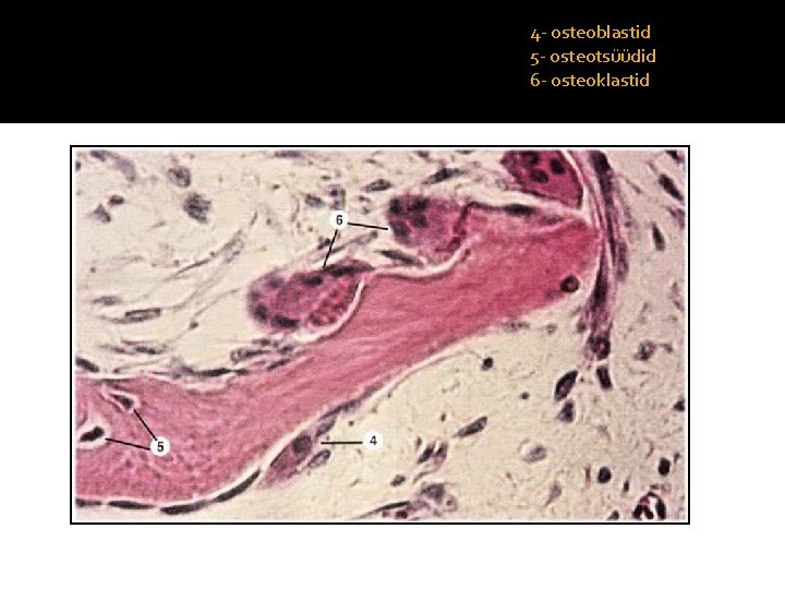 4 - osteoblastid 5 - osteotsüüdid 6 - osteoklastid 