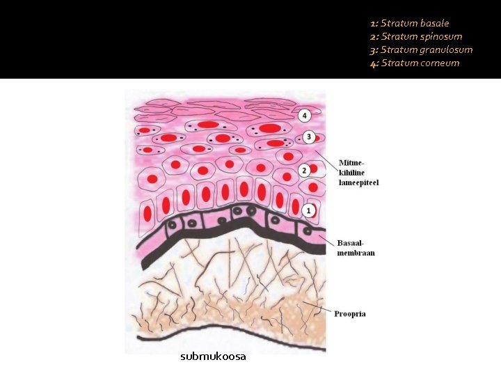1: Stratum basale 2: Stratum spinosum 3: Stratum granulosum 4: Stratum corneum submukoosa 