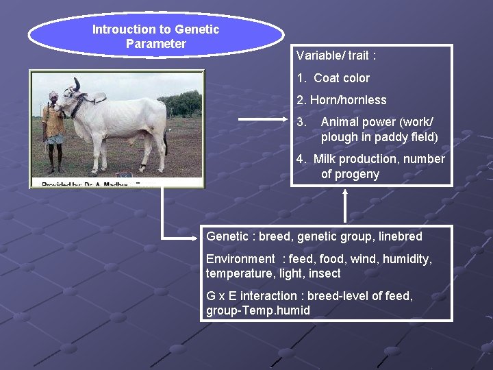 Introuction to Genetic Parameter Variable/ trait : 1. Coat color 2. Horn/hornless 3. Animal