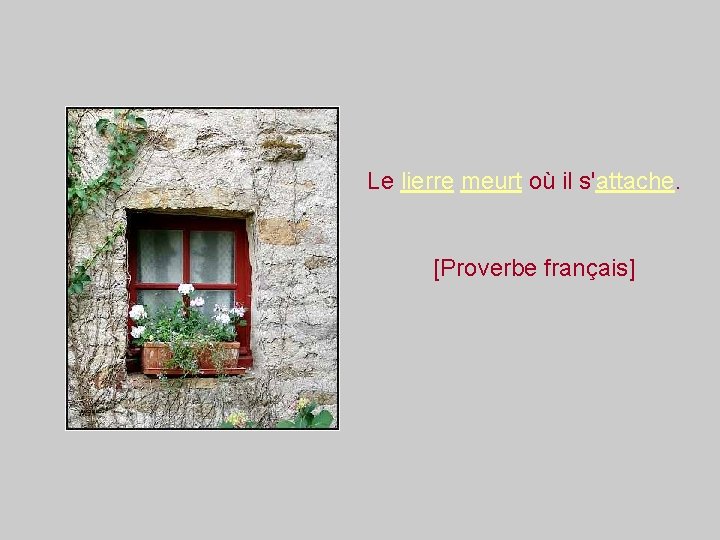 Le lierre meurt où il s'attache. [Proverbe français] 