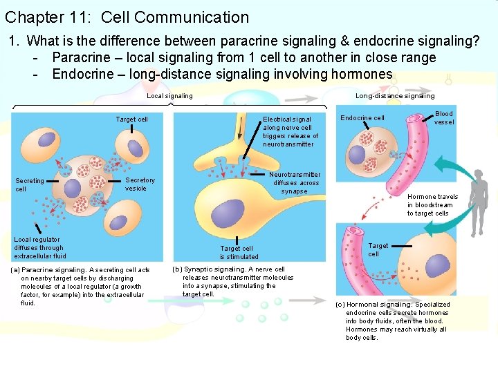 Chapter 11: Cell Communication 1. What is the difference between paracrine signaling & endocrine