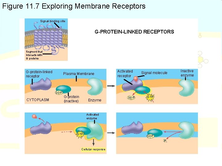 Figure 11. 7 Exploring Membrane Receptors Signal-binding site G-PROTEIN-LINKED RECEPTORS Segment that interacts with