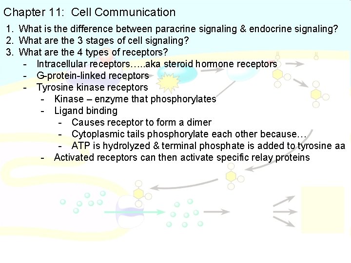 Chapter 11: Cell Communication 1. What is the difference between paracrine signaling & endocrine