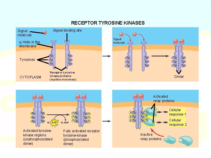 RECEPTOR TYROSINE KINASES Signal-binding site Signal molecule Helix in the Membrane Tyrosines Tyr Tyr