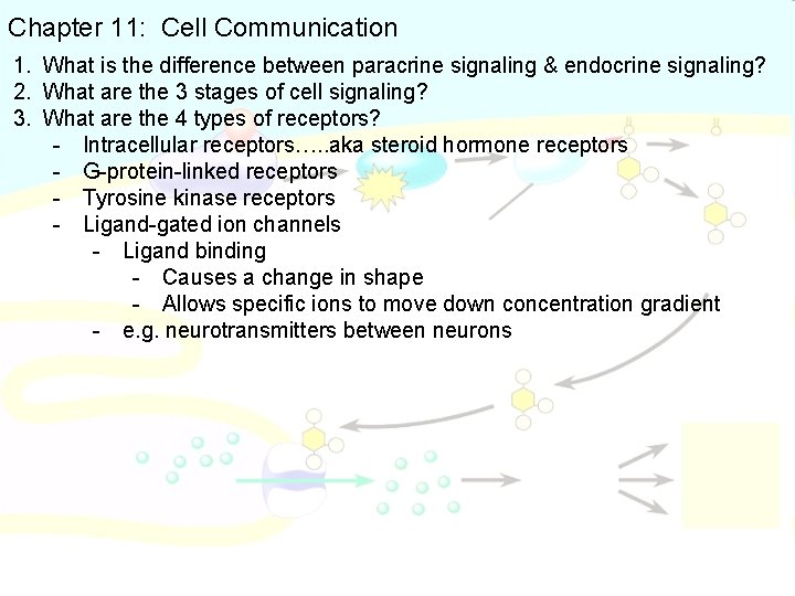 Chapter 11: Cell Communication 1. What is the difference between paracrine signaling & endocrine