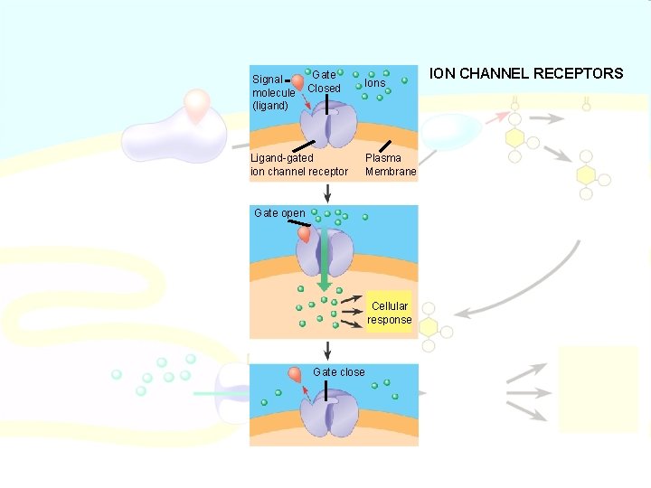 Signal molecule (ligand) Gate close Closed Ions Ligand-gated ion channel receptor Plasma Membrane Gate