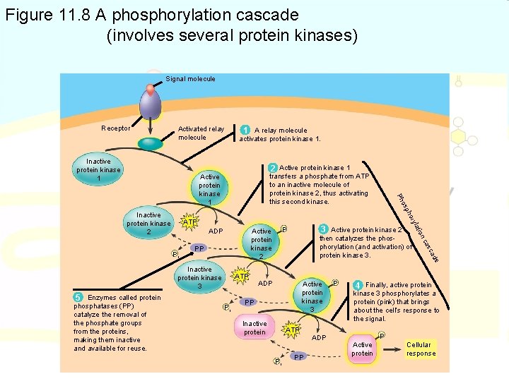 Figure 11. 8 A phosphorylation cascade (involves several protein kinases) Signal molecule Receptor Activated
