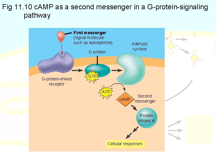 Fig 11. 10 c. AMP as a second messenger in a G-protein-signaling pathway First