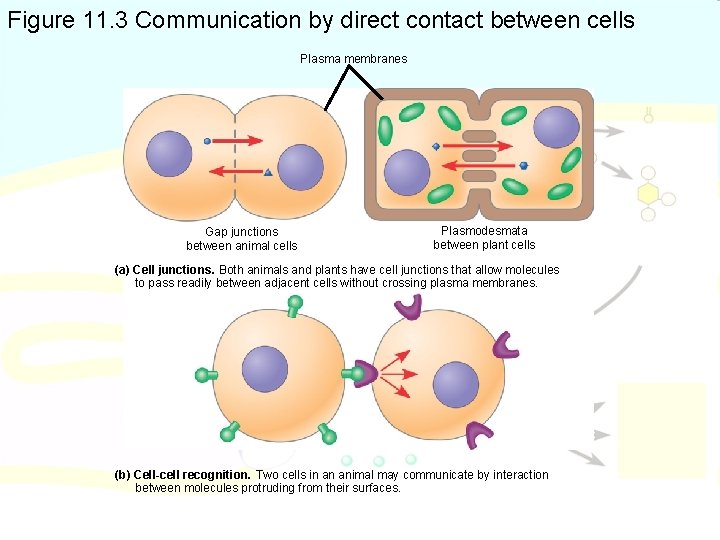 Figure 11. 3 Communication by direct contact between cells Plasma membranes Gap junctions between