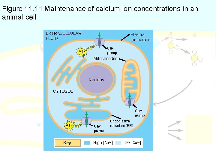 Figure 11. 11 Maintenance of calcium ion concentrations in an animal cell EXTRACELLULAR FLUID