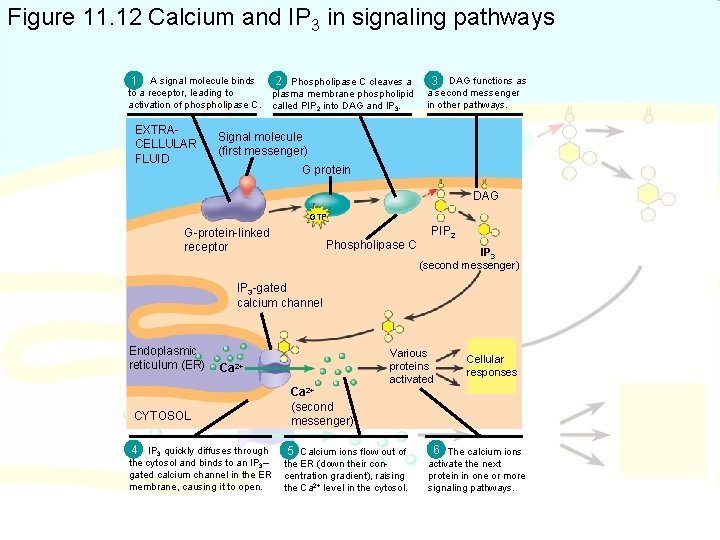 Figure 11. 12 Calcium and IP 3 in signaling pathways 1 A signal molecule