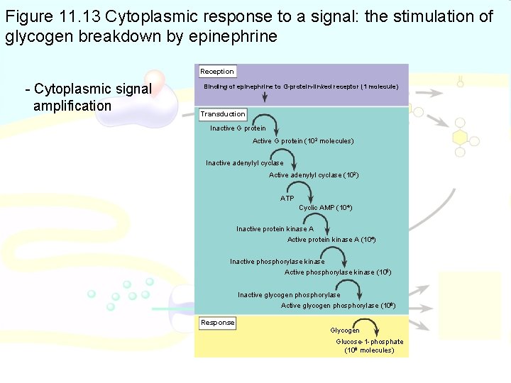 Figure 11. 13 Cytoplasmic response to a signal: the stimulation of glycogen breakdown by