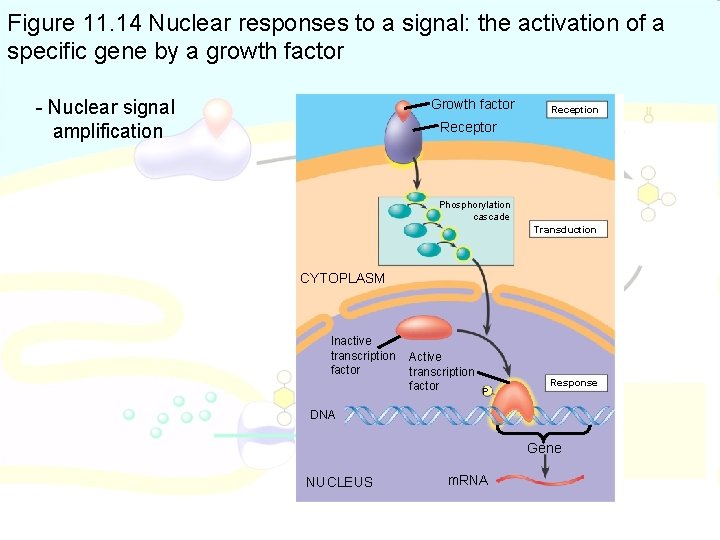 Figure 11. 14 Nuclear responses to a signal: the activation of a specific gene
