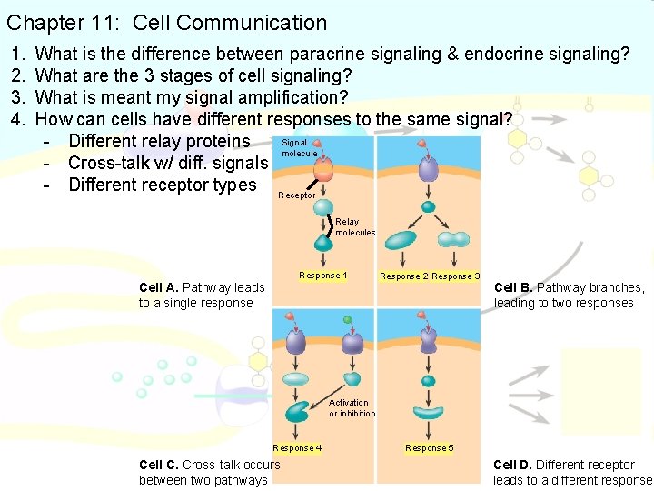 Chapter 11: Cell Communication 1. 2. 3. 4. What is the difference between paracrine