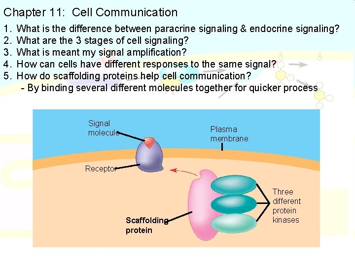 Chapter 11: Cell Communication 1. 2. 3. 4. 5. What is the difference between