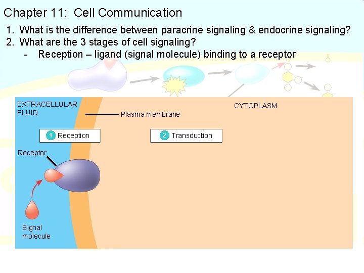 Chapter 11: Cell Communication 1. What is the difference between paracrine signaling & endocrine