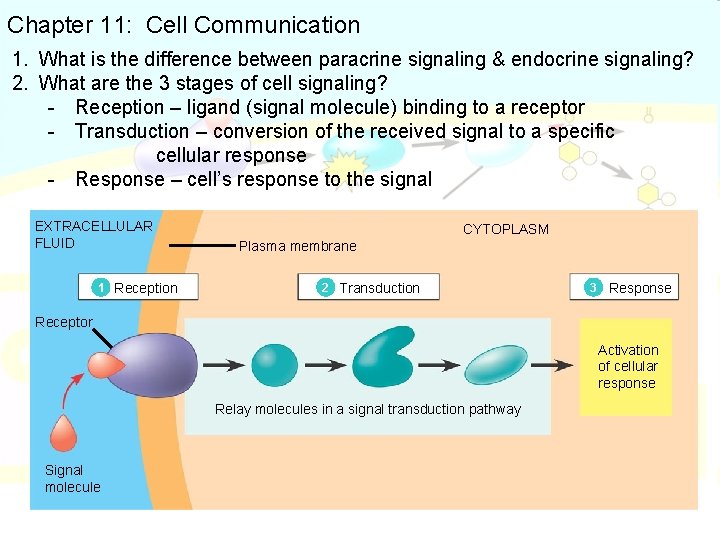 Chapter 11: Cell Communication 1. What is the difference between paracrine signaling & endocrine