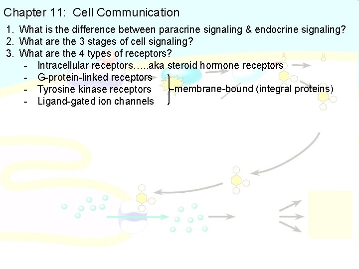 Chapter 11: Cell Communication 1. What is the difference between paracrine signaling & endocrine