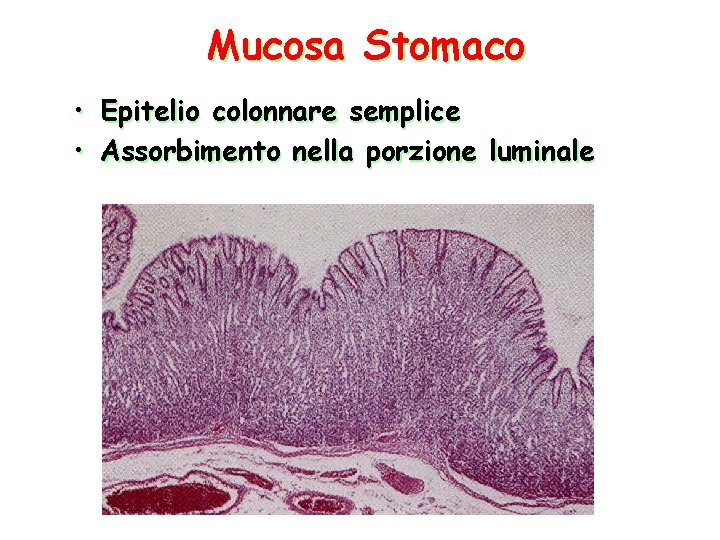 Mucosa Stomaco • Epitelio colonnare semplice • Assorbimento nella porzione luminale 