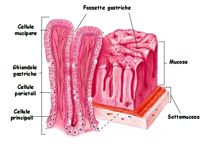 Fossette gastriche Cellule mucipare Ghiandole gastriche Mucosa Cellule parietali Cellule principali Sottomucosa 