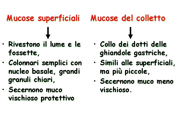 Mucose superficiali • Rivestono il lume e le fossette, • Colonnari semplici con nucleo