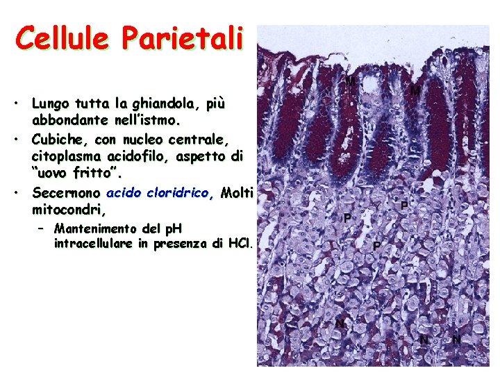 Cellule Parietali • Lungo tutta la ghiandola, più abbondante nell’istmo. • Cubiche, con nucleo