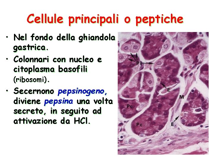 Cellule principali o peptiche • Nel fondo della ghiandola gastrica. • Colonnari con nucleo