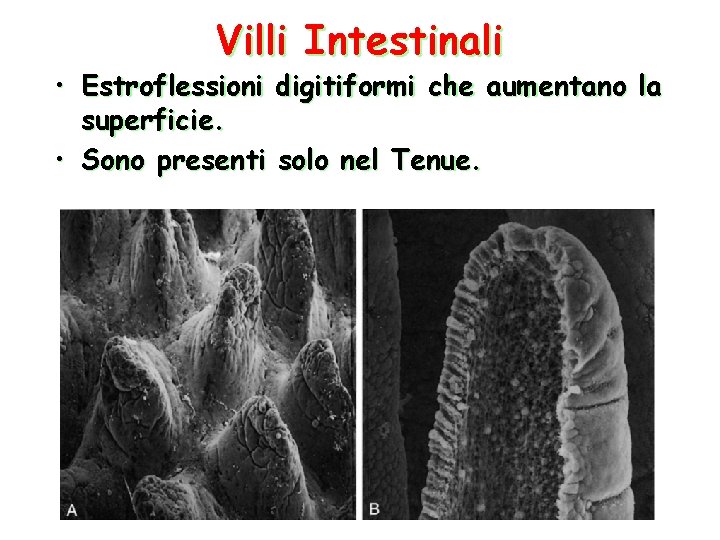 Villi Intestinali • Estroflessioni digitiformi che aumentano la superficie. • Sono presenti solo nel