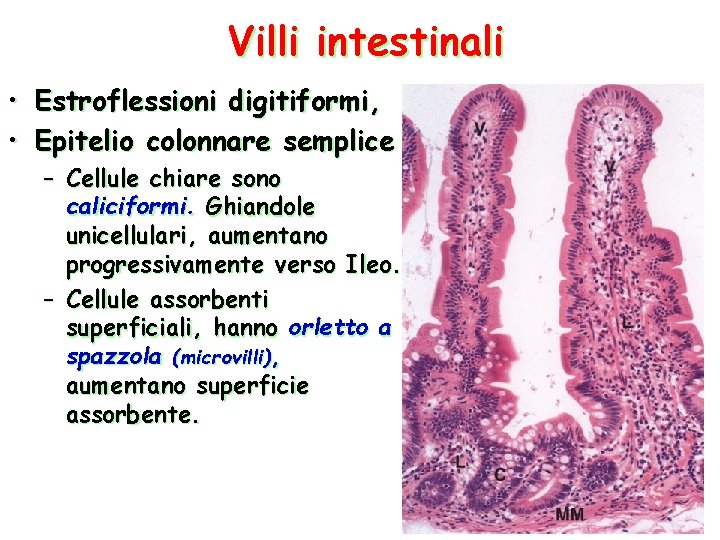 Villi intestinali • Estroflessioni digitiformi, • Epitelio colonnare semplice – Cellule chiare sono caliciformi.