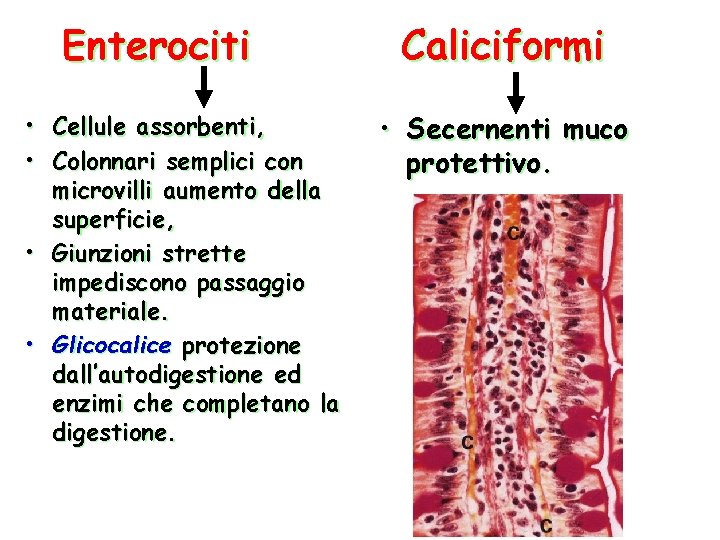 Enterociti • Cellule assorbenti, • Colonnari semplici con microvilli aumento della superficie, • Giunzioni