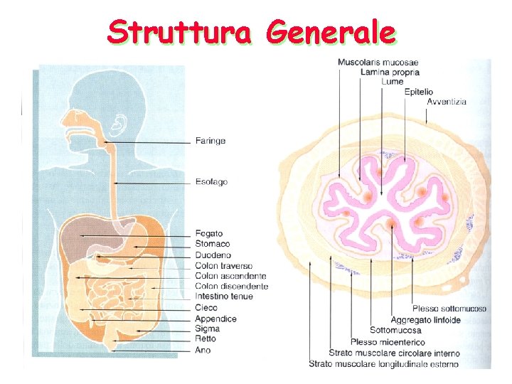 Struttura Generale 