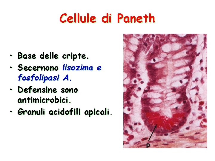 Cellule di Paneth • • Base delle cripte. Secernono lisozima e fosfolipasi A. •