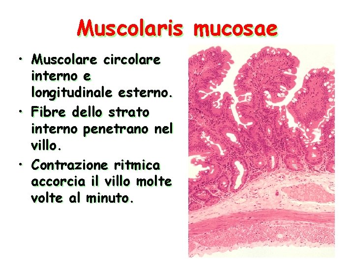 Muscolaris mucosae • Muscolare circolare interno e longitudinale esterno. • Fibre dello strato interno