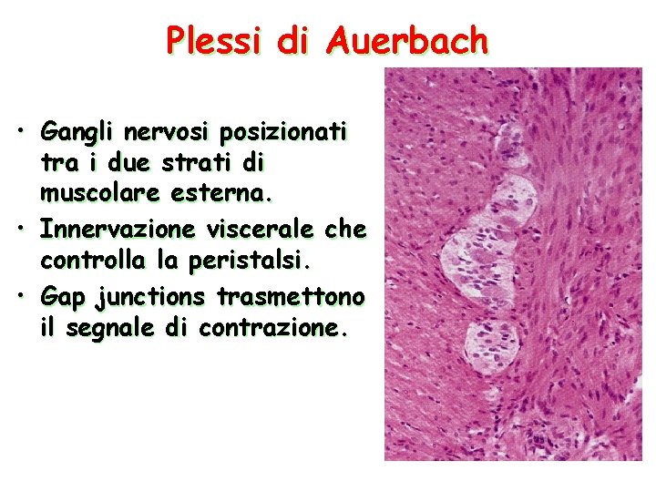 Plessi di Auerbach • Gangli nervosi posizionati tra i due strati di muscolare esterna.
